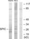 Spi-C Transcription Factor antibody, LS-C119144, Lifespan Biosciences, Western Blot image 