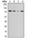 Nuclear Receptor Binding SET Domain Protein 2 antibody, LS-B14592, Lifespan Biosciences, Western Blot image 
