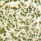 Retinoid X Receptor Gamma antibody, A08411, Boster Biological Technology, Immunohistochemistry frozen image 