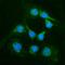 Glutamic--Pyruvic Transaminase antibody, A01638-1, Boster Biological Technology, Immunofluorescence image 