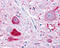 Neuropeptide FF Receptor 1 antibody, TA317553, Origene, Immunohistochemistry frozen image 