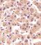 Tuftelin Interacting Protein 11 antibody, PA5-49275, Invitrogen Antibodies, Immunohistochemistry frozen image 