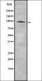 Taste 1 Receptor Member 1 antibody, orb336463, Biorbyt, Western Blot image 