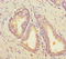 SCP 2 antibody, A54392-100, Epigentek, Immunohistochemistry paraffin image 