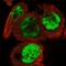 Fem-1 Homolog B antibody, HPA041920, Atlas Antibodies, Immunofluorescence image 