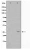 Ephrin A5 antibody, TA347661, Origene, Western Blot image 