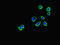 Coronin 1B antibody, orb45562, Biorbyt, Immunofluorescence image 