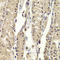 Basic Leucine Zipper Nuclear Factor 1 antibody, LS-C334712, Lifespan Biosciences, Immunohistochemistry paraffin image 