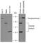 Transglutaminase 3 antibody, AF4604, R&D Systems, Western Blot image 