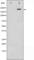 Mechanistic Target Of Rapamycin Kinase antibody, abx010402, Abbexa, Western Blot image 