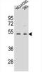 WD Repeat Domain 86 antibody, AP54556PU-N, Origene, Western Blot image 