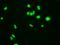 Pim-2 Proto-Oncogene, Serine/Threonine Kinase antibody, orb73939, Biorbyt, Immunofluorescence image 