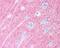 Growth Associated Protein 43 antibody, PA1-16729, Invitrogen Antibodies, Immunohistochemistry paraffin image 