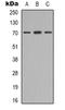 Rac GTPase Activating Protein 1 antibody, orb338839, Biorbyt, Western Blot image 