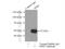 Phosphatidylserine Decarboxylase antibody, 16401-1-AP, Proteintech Group, Immunoprecipitation image 