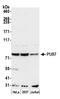 Pseudouridine Synthase 7 antibody, A305-146A, Bethyl Labs, Western Blot image 