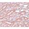 Ectodermal-Neural Cortex 1 antibody, LS-C108699, Lifespan Biosciences, Immunohistochemistry paraffin image 