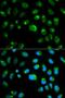 Toll Like Receptor 1 antibody, LS-C331200, Lifespan Biosciences, Immunofluorescence image 