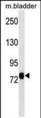 Leucine Rich Repeat Containing 4C antibody, PA5-72076, Invitrogen Antibodies, Western Blot image 