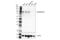 CD180 Molecule antibody, 97597S, Cell Signaling Technology, Western Blot image 