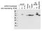 Selenophosphate Synthetase 2 antibody, NBP1-77776, Novus Biologicals, Western Blot image 