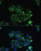 Transforming Growth Factor Beta 3 antibody, 23-598, ProSci, Immunofluorescence image 