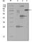 Mitogen-Activated Protein Kinase Kinase Kinase Kinase 4 antibody, abx016036, Abbexa, Western Blot image 