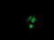 Chaperonin Containing TCP1 Subunit 8 Like 2 antibody, TA505333BM, Origene, Immunofluorescence image 