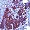 BCL2 Like 1 antibody, PA1-37161, Invitrogen Antibodies, Immunohistochemistry frozen image 