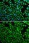 N-Myc Downstream Regulated 1 antibody, GTX55721, GeneTex, Immunocytochemistry image 