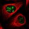 PWP1 Homolog, Endonuclein antibody, NBP2-58751, Novus Biologicals, Immunofluorescence image 