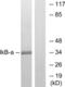 NFKB Inhibitor Alpha antibody, LS-B12432, Lifespan Biosciences, Western Blot image 