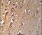 Transmembrane Protein 268 antibody, PA5-26996, Invitrogen Antibodies, Immunohistochemistry frozen image 