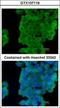 Latexin antibody, GTX107116, GeneTex, Immunocytochemistry image 