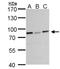 DEAD-Box Helicase 3 Y-Linked antibody, NBP1-32780, Novus Biologicals, Western Blot image 