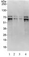 Transcription Factor Binding To IGHM Enhancer 3 antibody, ab93808, Abcam, Western Blot image 