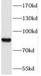 Protocadherin Beta 12 antibody, FNab06202, FineTest, Western Blot image 