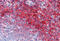 CA1 antibody, MBS246384, MyBioSource, Immunohistochemistry frozen image 