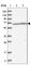 Apoptosis Inducing Factor Mitochondria Associated 1 antibody, HPA030611, Atlas Antibodies, Western Blot image 