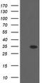 THAP Domain Containing 6 antibody, TA800281, Origene, Western Blot image 