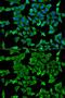 Actin Related Protein 2 antibody, GTX30022, GeneTex, Immunocytochemistry image 