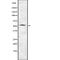 Transmembrane Serine Protease 2 antibody, abx219021, Abbexa, Western Blot image 