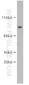Intraflagellar Transport 81 antibody, 11744-1-AP, Proteintech Group, Western Blot image 