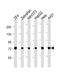 Heat Shock Protein Family A (Hsp70) Member 8 antibody, PA5-72679, Invitrogen Antibodies, Western Blot image 