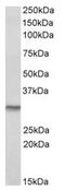 QR1 antibody, AP23673PU-N, Origene, Western Blot image 