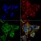 Autophagy Related 4A Cysteine Peptidase antibody, LS-C773758, Lifespan Biosciences, Immunocytochemistry image 