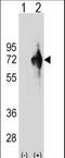 Kelch Domain Containing 4 antibody, LS-C165565, Lifespan Biosciences, Western Blot image 