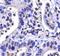 Elongator Acetyltransferase Complex Subunit 2 antibody, orb378420, Biorbyt, Immunohistochemistry paraffin image 