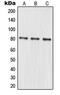 MRE11 Homolog, Double Strand Break Repair Nuclease antibody, MBS820939, MyBioSource, Western Blot image 