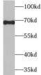 Apoptosis Inducing Factor Mitochondria Associated 1 antibody, FNab00235, FineTest, Western Blot image 